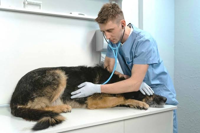 Veterinarian Salary in the United States